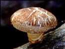 Shitake Mushroom P.E.;Shitake Mushroom EXTRACT;Shitake Mushroom 